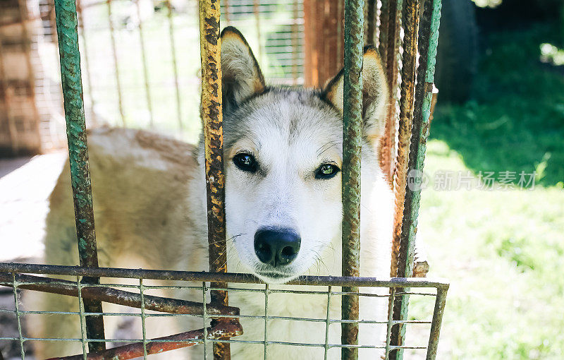 漂亮的大狗正坐在村里的笼子里。收留无家可归的宠物。