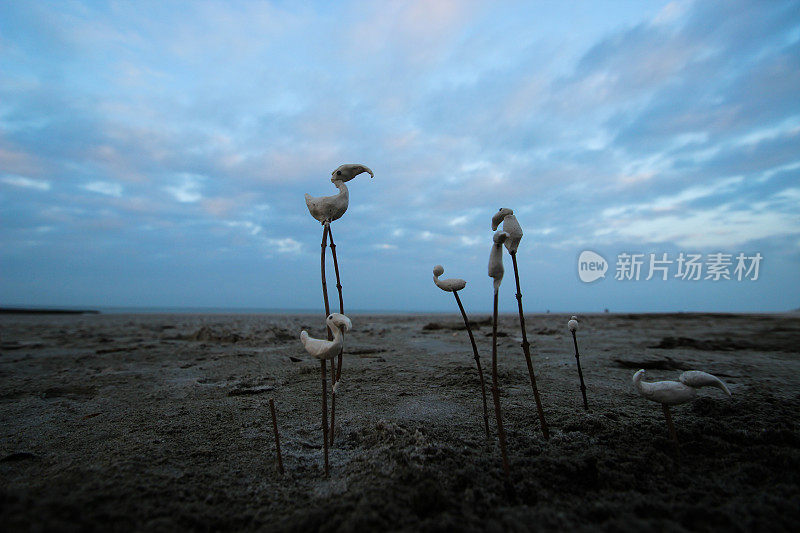 黄昏时分，潮湿的海滩上，白色粘土火烈鸟站在树枝上