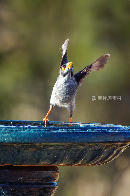 吵闹的矿工鸟在飞行