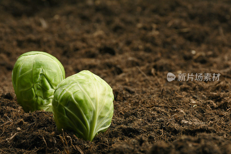 球芽甘蓝的土壤污垢背景