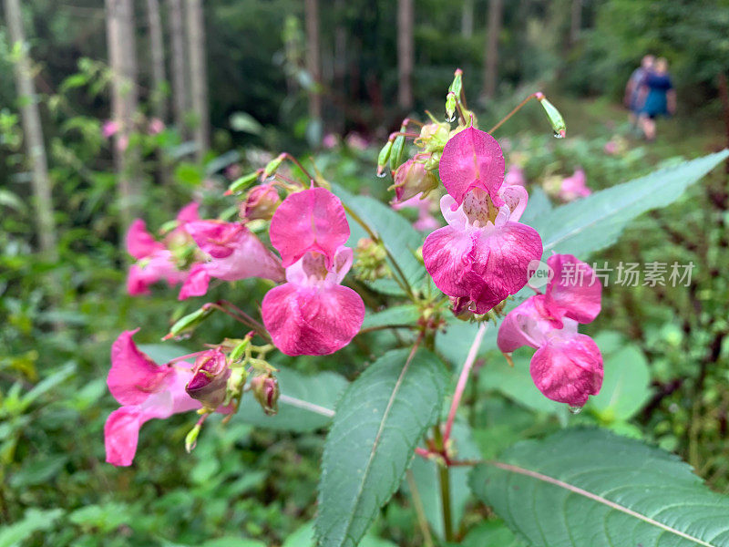 凤仙花(凤仙花)