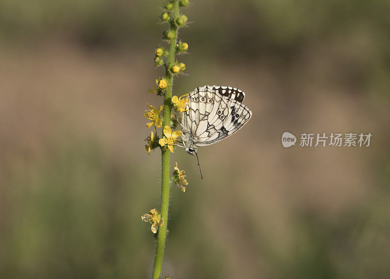 大理石白蝴蝶(黑蝶)