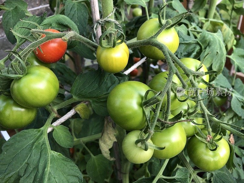 温室里自家种的西红柿