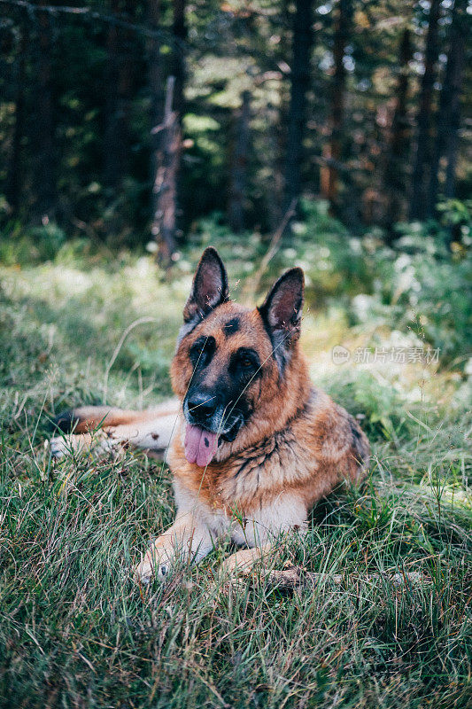 躺在森林里的德国牧羊犬