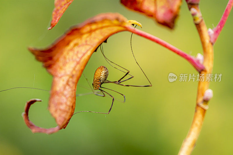 蜘蛛爸爸Longlegs