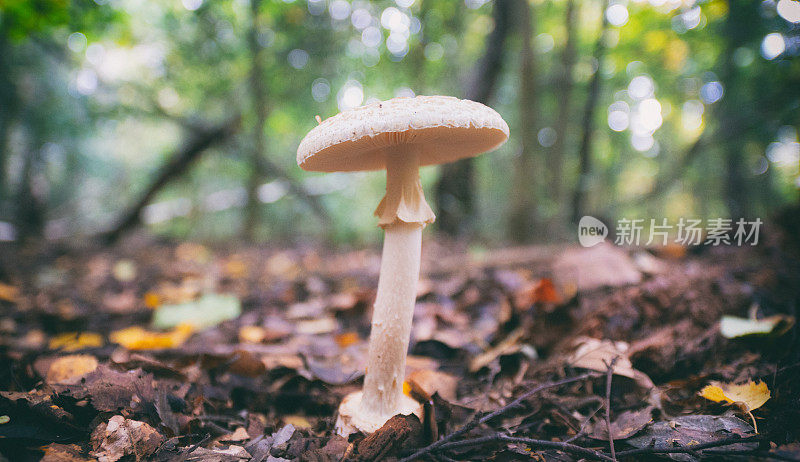 生长在森林地面上的阳伞蘑菇