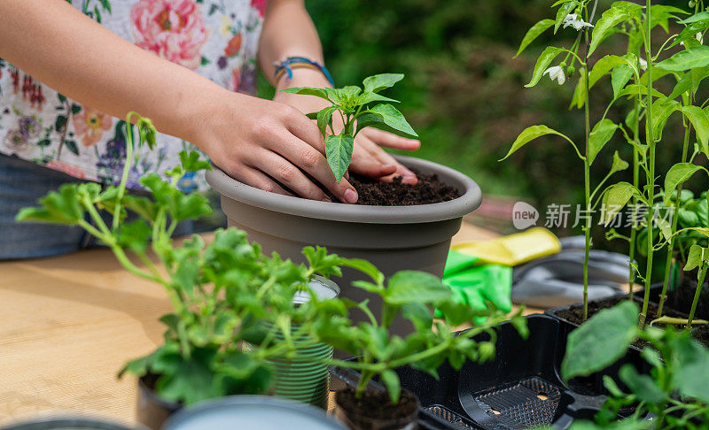 少女在花园里移植植物