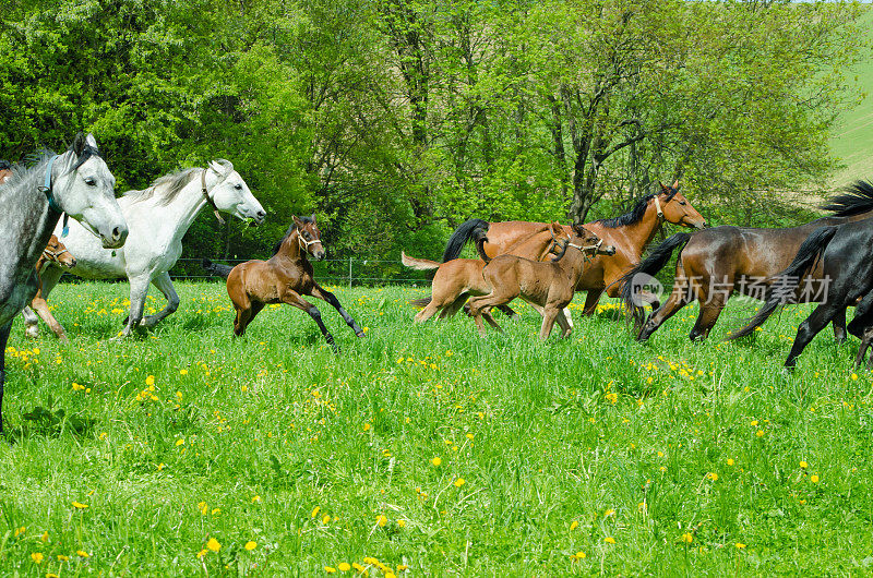 一群带着小马驹奔驰的温血母马