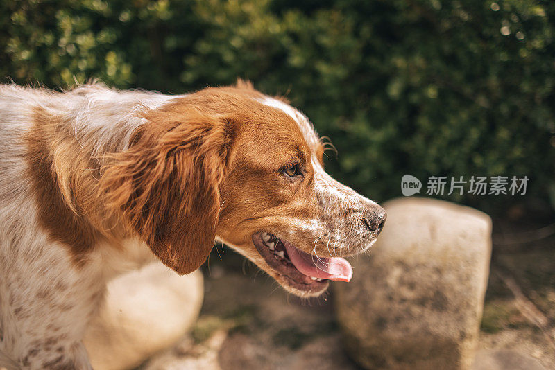 后院可爱的狗的侧视图