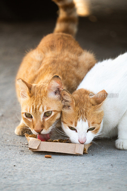 猫在外面吃食物