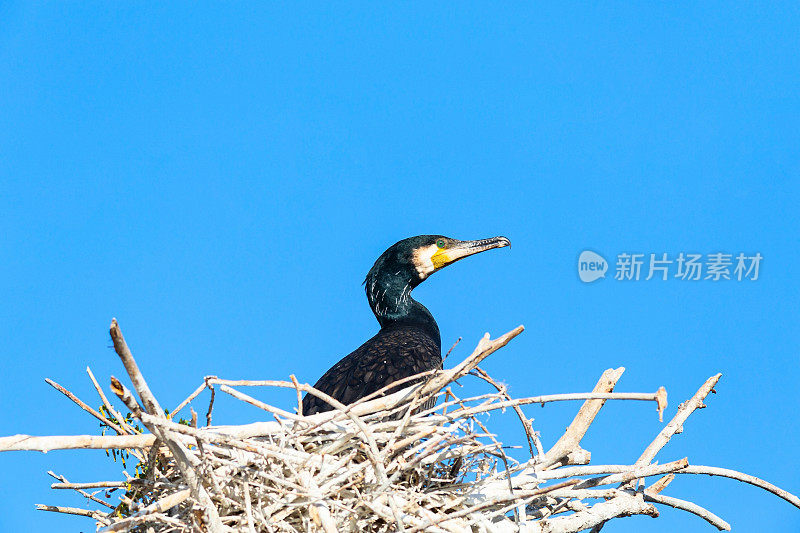 大鸬鹚在伏尔加河的树枝上筑巢