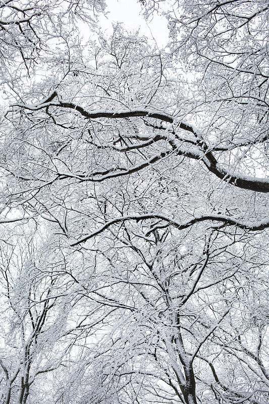 白雪覆盖的树枝-低角度的视图