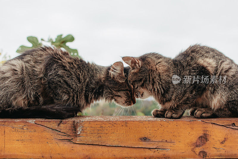 两只可爱的猫正坐在篱笆上。猫的爱。本空间