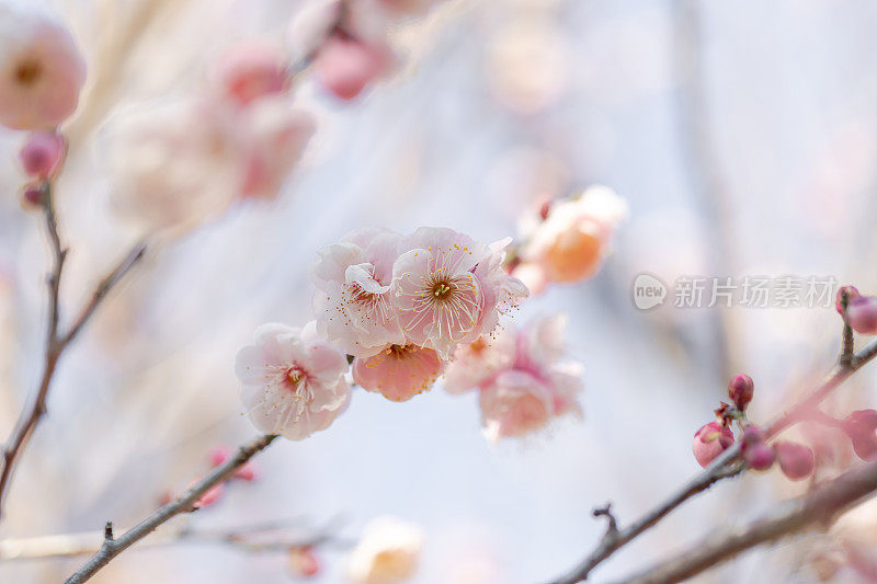 桃李在早春开花