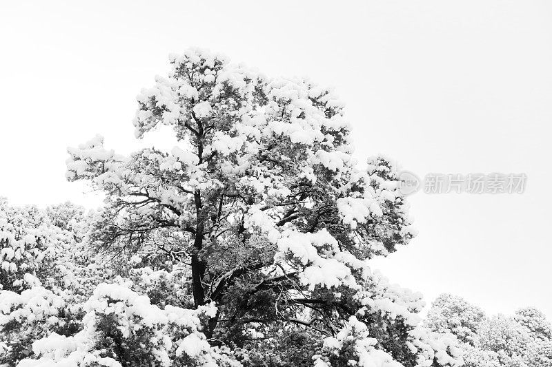 白雪覆盖的杜松树沙漠单色