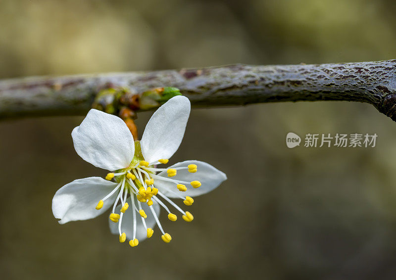 黑刺李在早春开花开花。