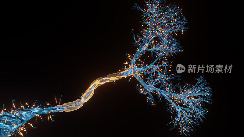 神经元细胞近景