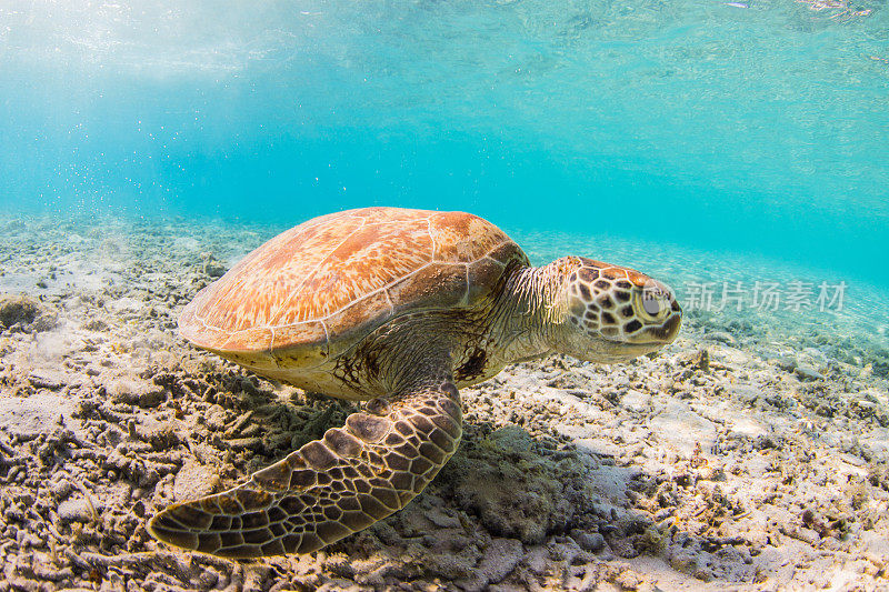 一只海龟在清澈湛蓝的海底畅游