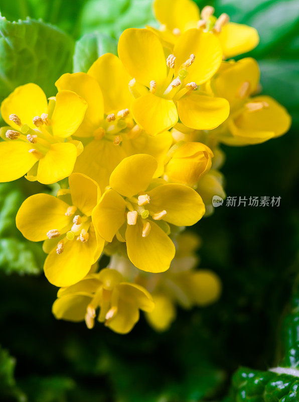 油菜花