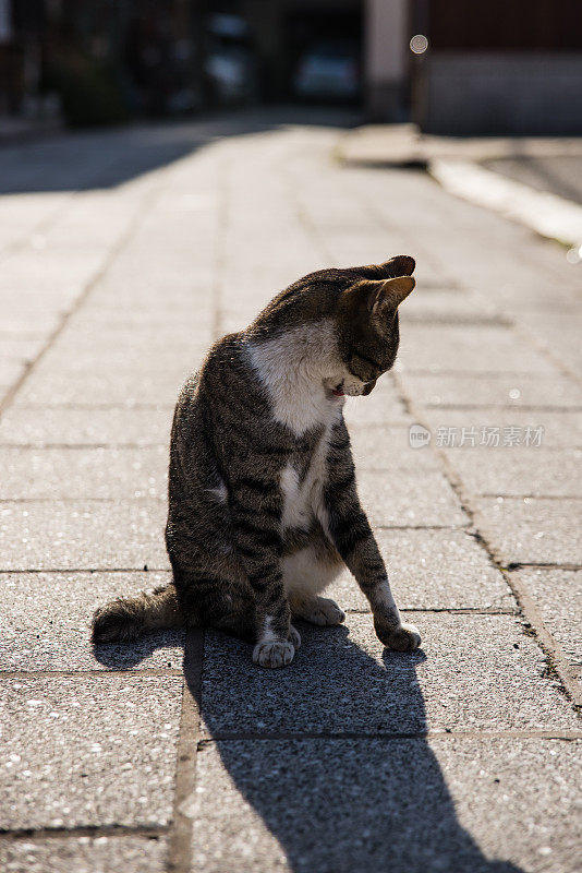 一只猫在巷子中间给自己梳洗