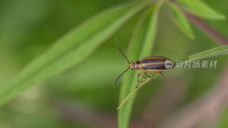 黄花条纹甲虫，叶甲虫或骨架叶甲虫。