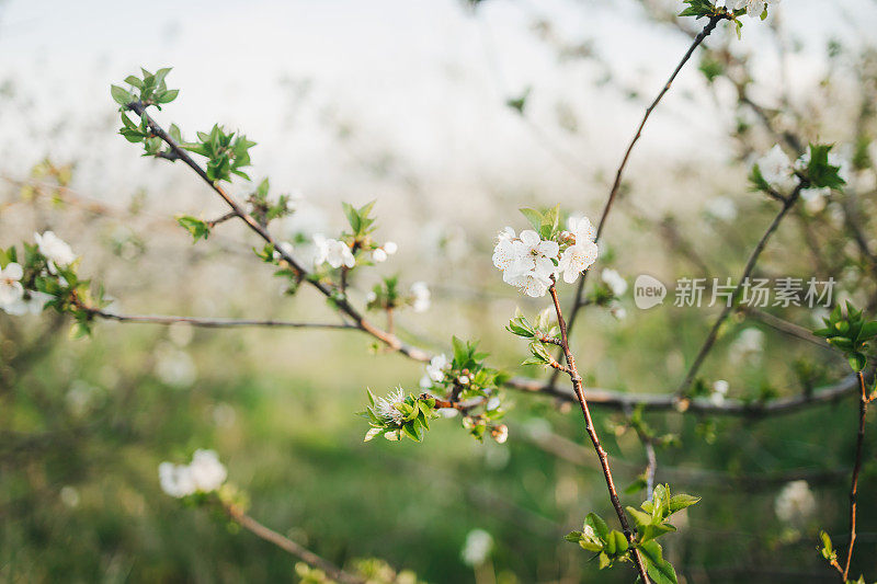 近距离的树上绽放着花朵