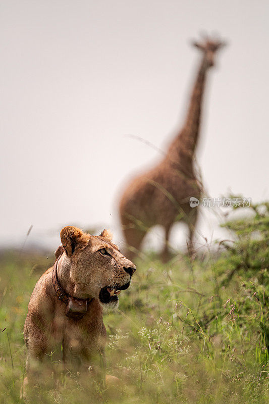 内罗毕国家公园里的一头颈环狮子