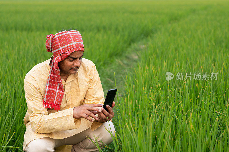 在绿色的农田里拍摄小麦植物的照片或绿色稻田的印度农民