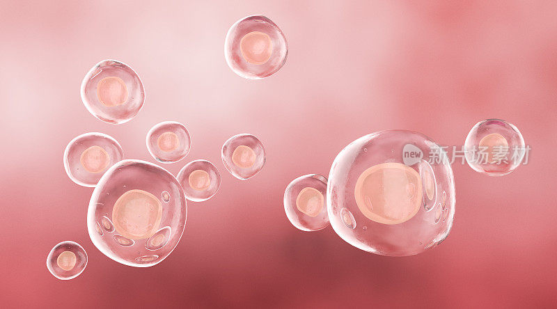 人类干细胞