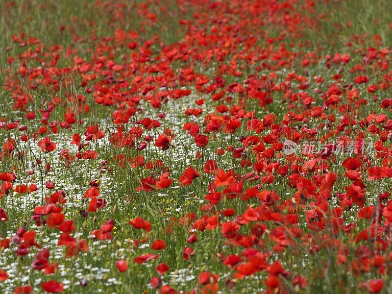 春天的花田