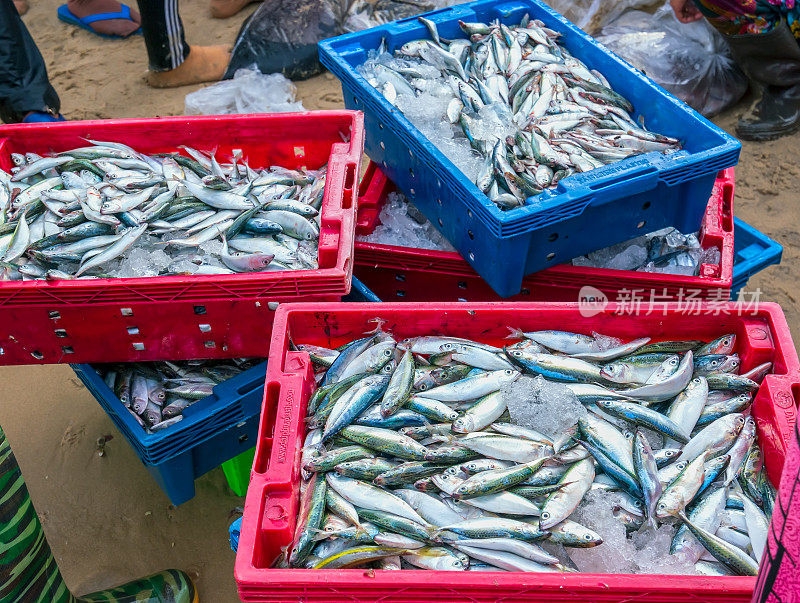 捕获后的海鱼在海鲜市场出售