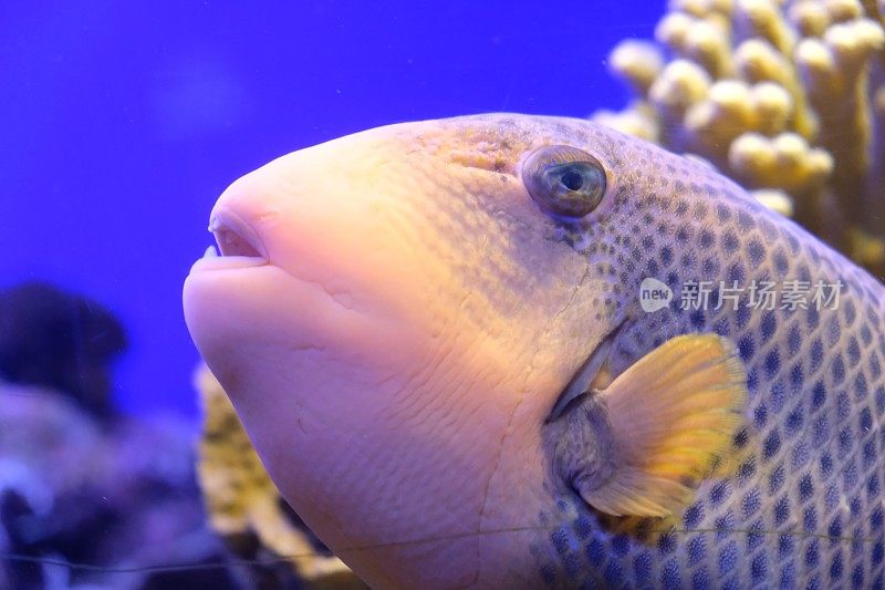 红海中的水下珊瑚礁