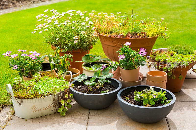 盆花，植物，蔬菜和草本植物在露台或院子的绿色草坪