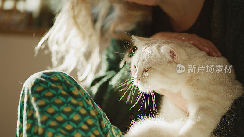 宠物的爱。一个女人在沙发上抱着快乐的英国猫