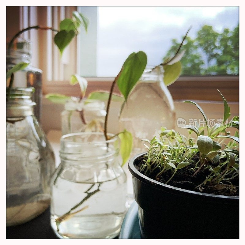 植物插枝和幼苗生长在室内窗口