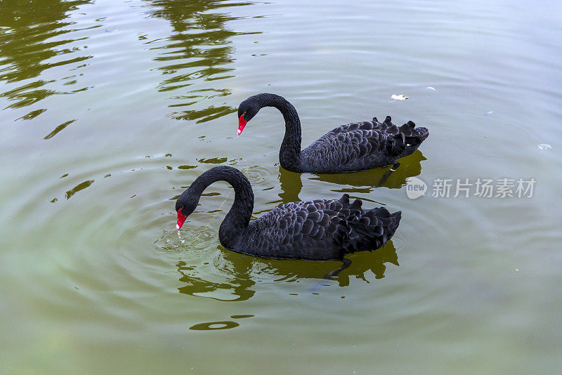 黑天鹅在水里。