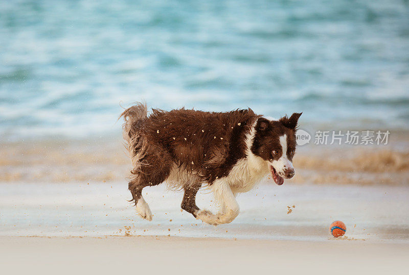 边境牧羊犬在沙滩上追逐一个球