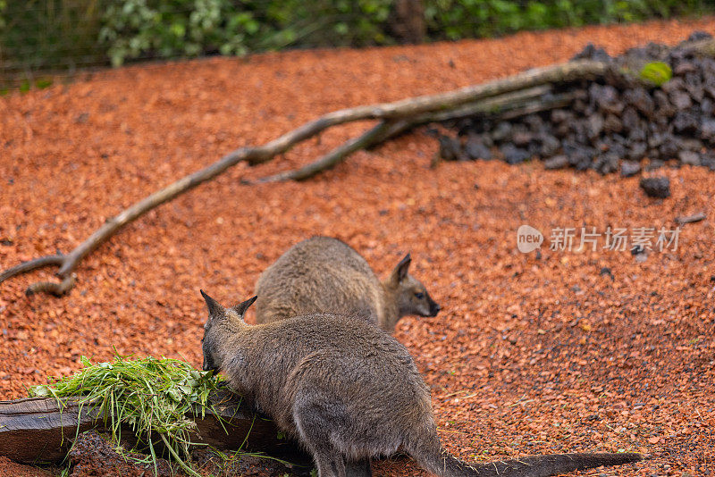 神奇的小袋鼠在澳大利亚内陆玩耍，寻找食物。超级可爱的小袋鼠在草原上跳来跳去。