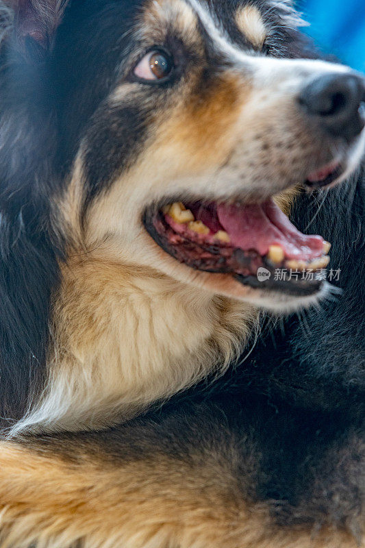 友好的边境牧羊犬靠近了