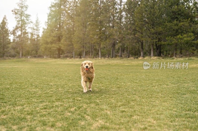 快乐的金毛寻回犬在玩fetch