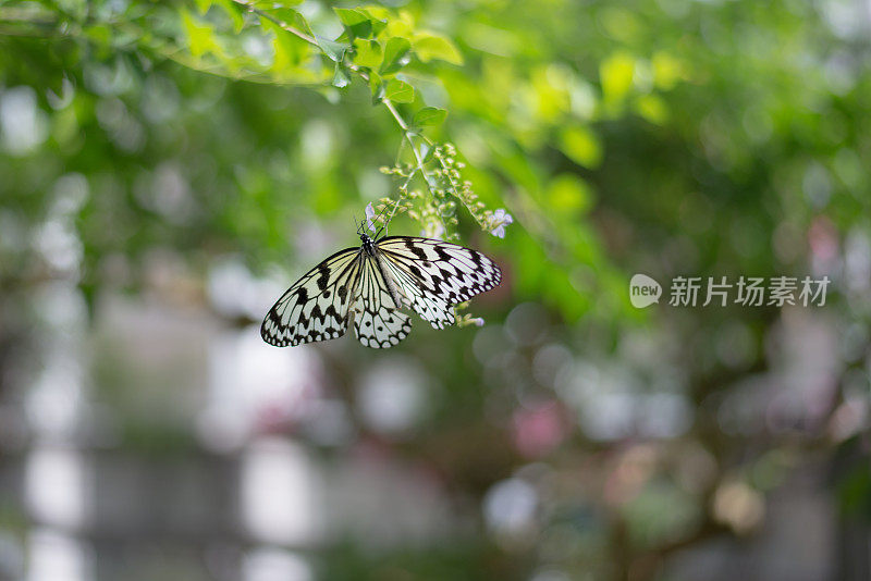 大树仙女，分景