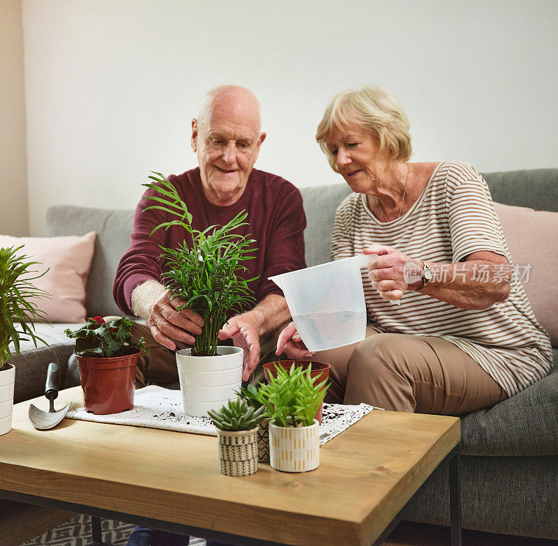 这是一对老夫妇在家里照顾他们的植物的照片