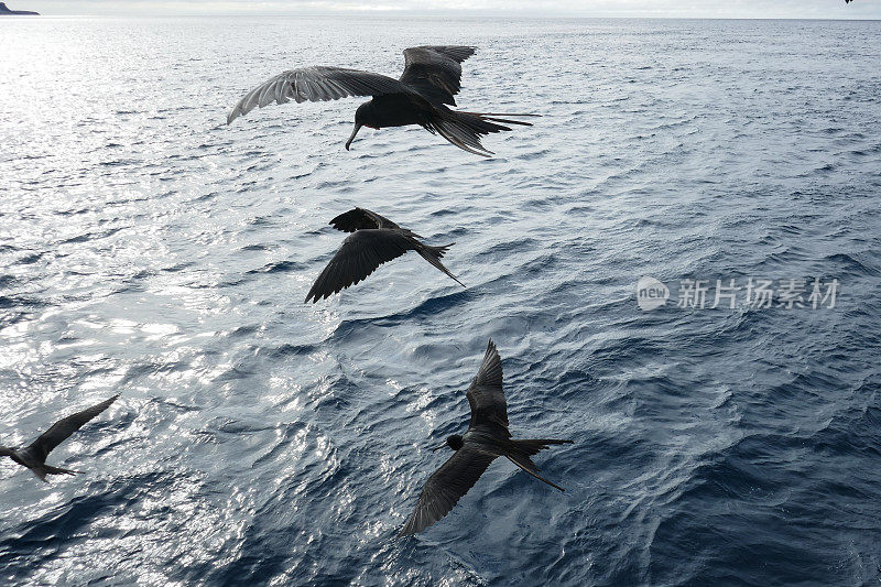 飞行中的军舰鸟，弗洛里亚纳，加拉帕戈斯群岛