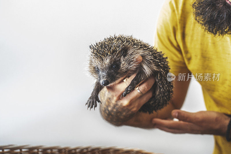 男人和她的刺猬在家里的照片