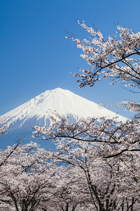 富士山和粉红色的樱花