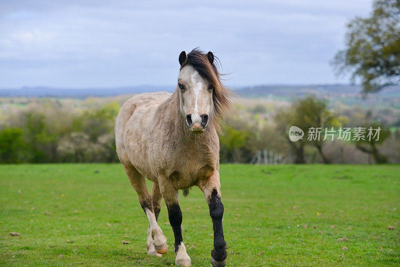 秋日，英国什罗普郡乡间，一匹漂亮的小马在田野里朝着镜头移动