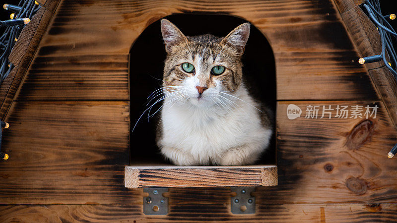 猫坐在木屋里