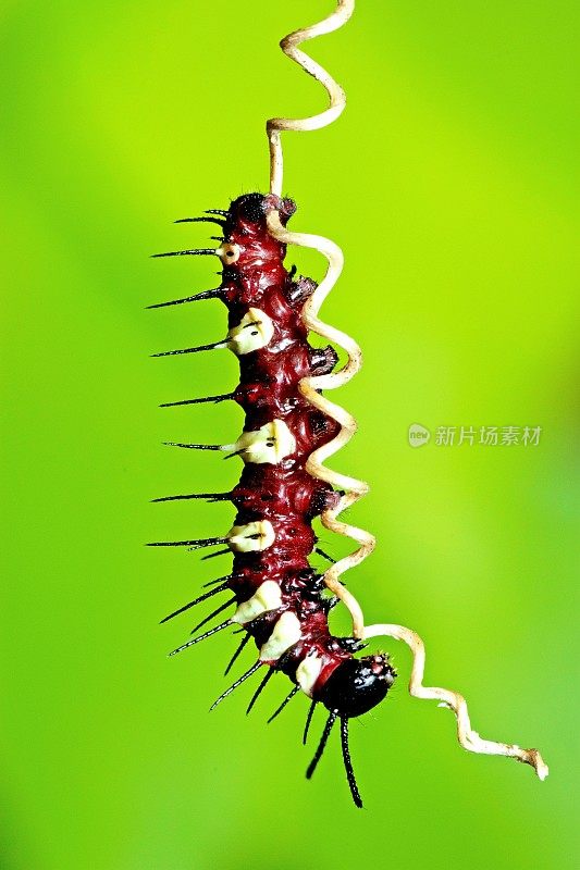 毛毛虫在螺旋藤蔓上爬行-动物行为。