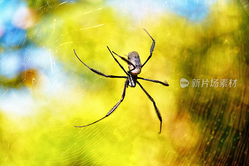 在一个阳光明媚的夏日，雌性金球蜘蛛在她的网上