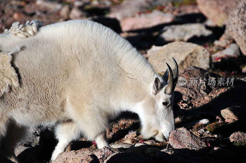 美洲山羊——美国科罗拉多州埃文斯山的一只公山羊